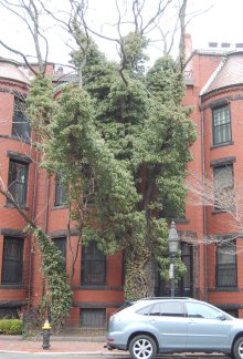 443 Marlborough (2014) before removal of ailanthus tree in front yard
